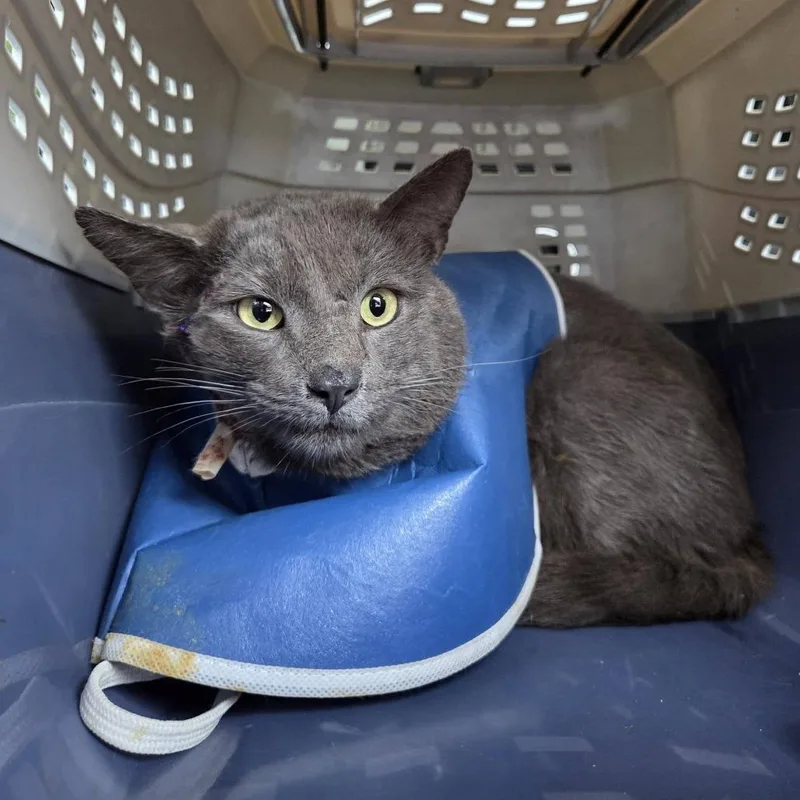 An adult small-sized male Gray / Blue / Silver Domestic Short Hair cat named Knox for adoption in Reisterstown, MD