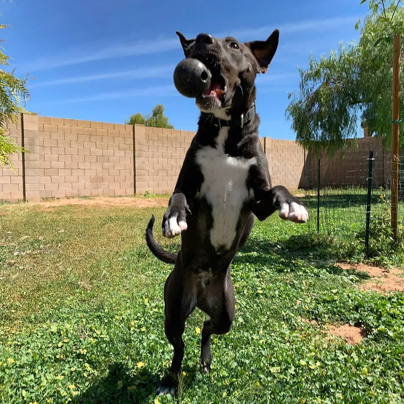 An adult medium-sized male Black Labrador Retriever dog named Rocket for adoption in Phoenix, AZ