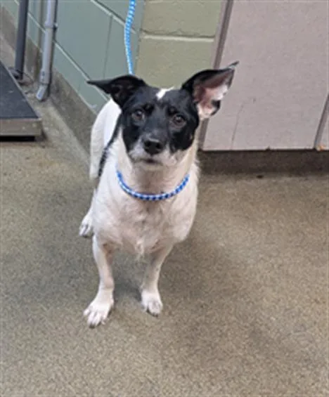 An adult small-sized female Mixed Breed dog named Ovi for adoption in Jacksonville, FL