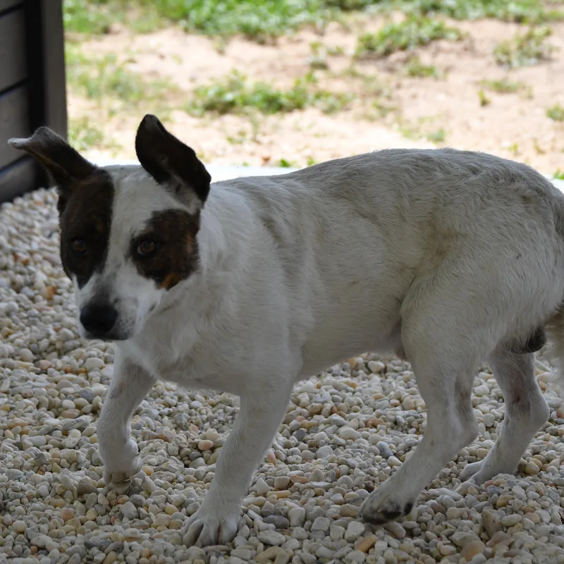 A young medium-sized male Brindle Mixed Breed dog named Polar Bear for adoption in Defuniak Springs, FL