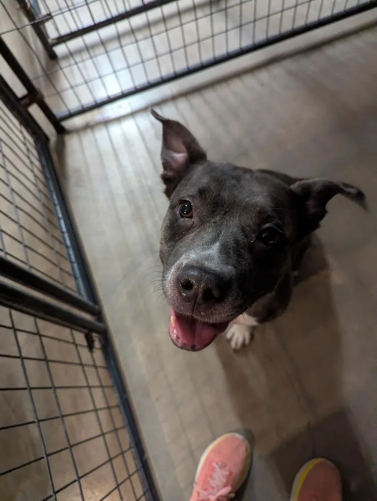 An adult medium-sized female Brindle Pit Bull Terrier dog named Espie for adoption in TULSA, OK