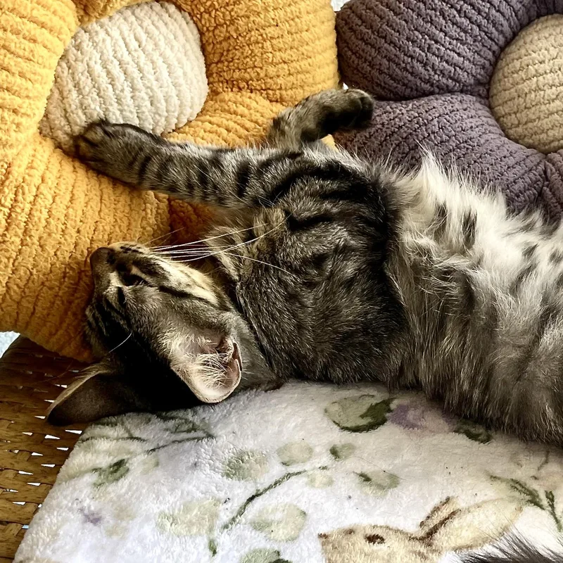 A young medium-sized female Tabby (Gray / Blue / Silver) Domestic Short Hair cat named Cashmere for adoption in Liverpool, TX