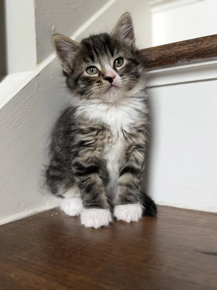 A baby small-sized male Domestic Short Hair cat named Marvin for adoption in Union Grove, WI