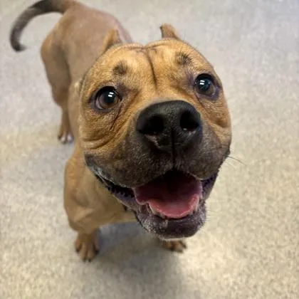 An adult medium-sized female Golden Mixed Breed dog named Sookie for adoption in Lansing, MI