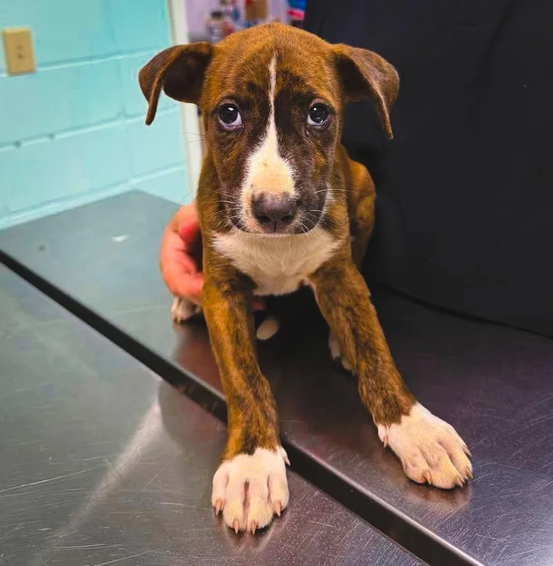 A baby medium-sized male Brown / Chocolate Staffordshire Bull Terrier dog named Teddy for adoption in Southampton, PA