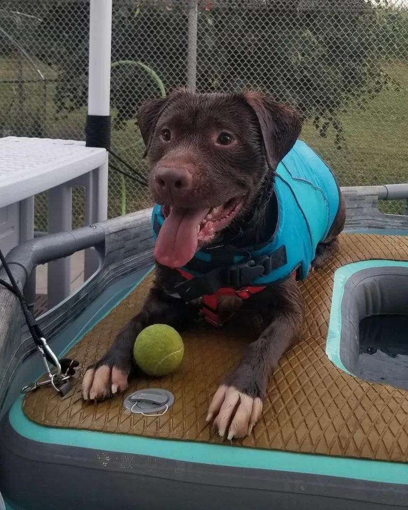 A young medium-sized male Brown / Chocolate Labrador Retriever dog named Charlie for adoption in Stratford, CT