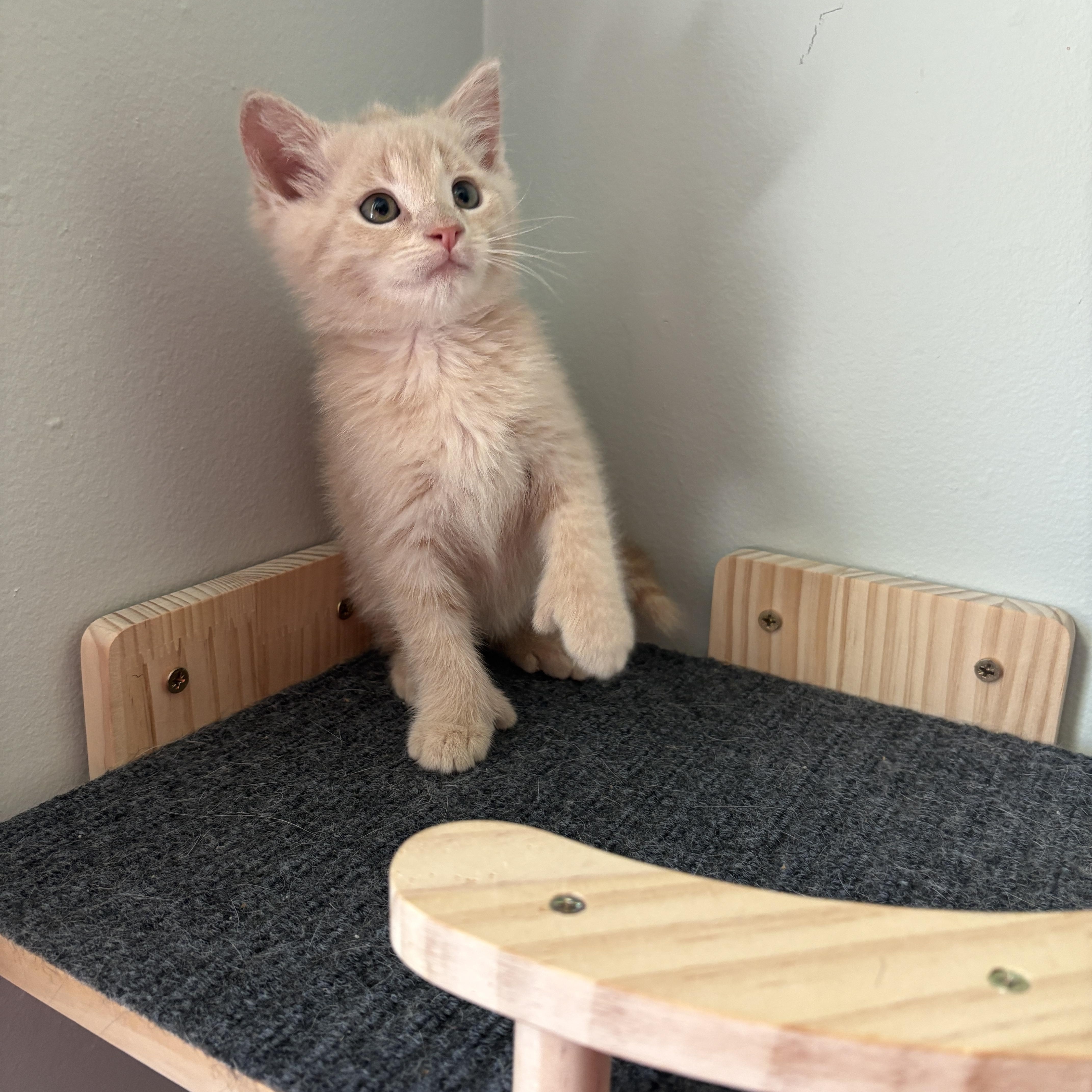 A baby medium-sized female Buff / Tan / Fawn Domestic Short Hair cat named Lox for adoption in Muncie, IN