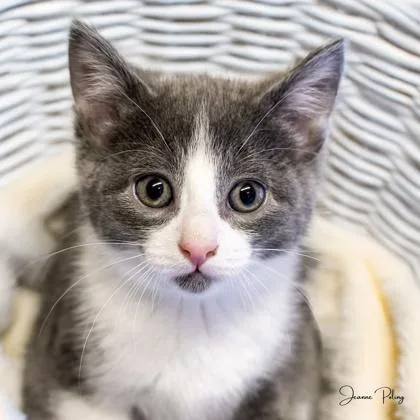 A baby small-sized female Domestic Short Hair cat named Enya for adoption in Camano Island, WA