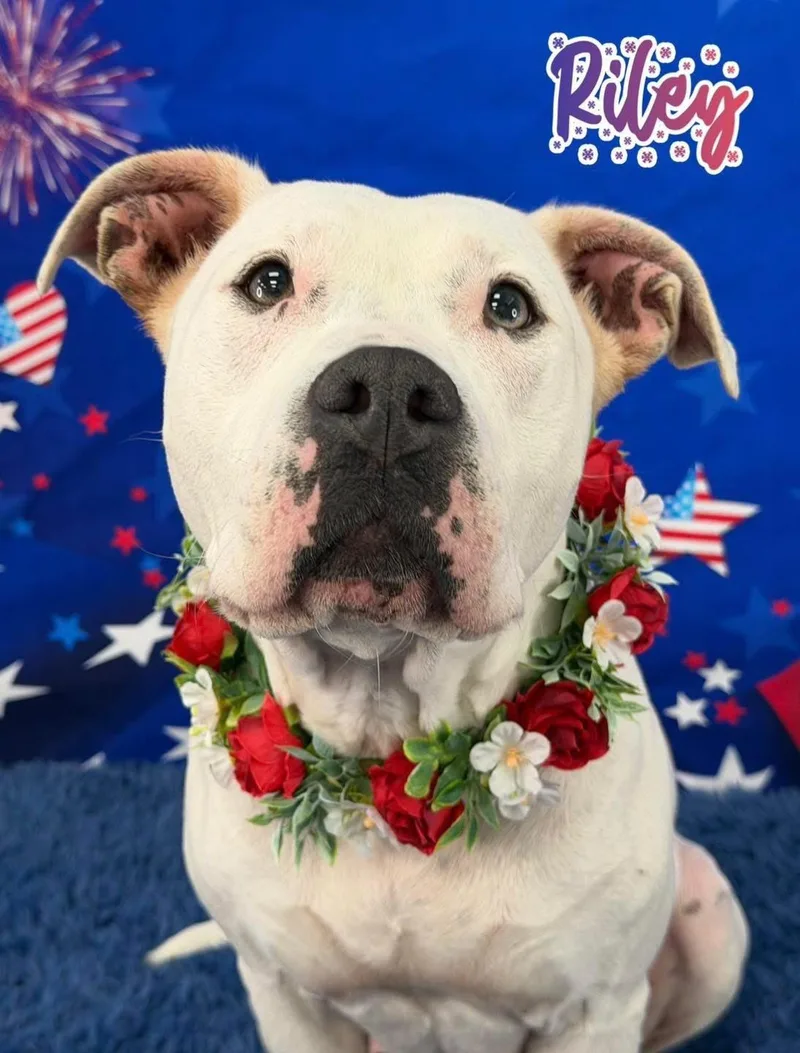 An adult medium-sized female White / Cream Mixed Breed dog named Riley for adoption in Flint, MI