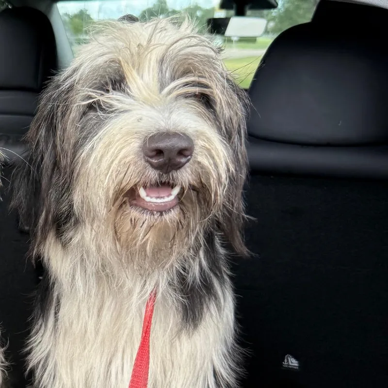 A young medium-sized male White / Cream Old English Sheepdog dog named Ace for adoption in Lake Jackson, TX
