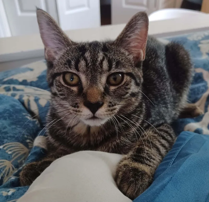 A baby medium-sized female Tabby (Brown / Chocolate) Tabby cat named Amethyst for adoption in Fairborn, OH