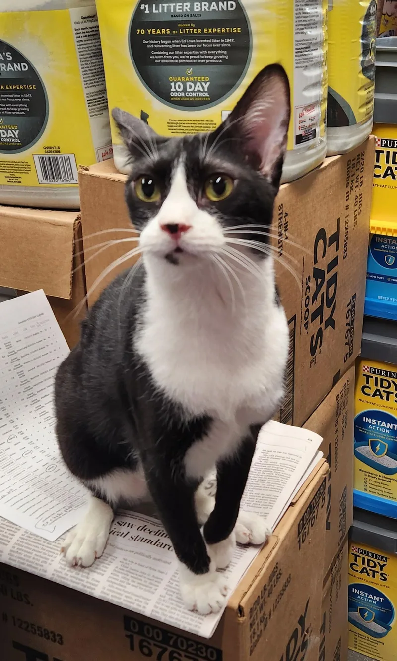 Pinkbonded thumbnail 2