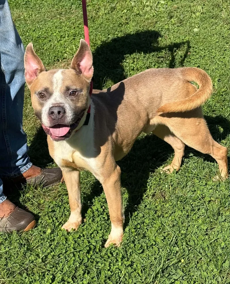 An adult medium-sized male Yellow / Tan / Blond / Fawn Pit Bull Terrier dog named Wally for adoption in Springfield, IL
