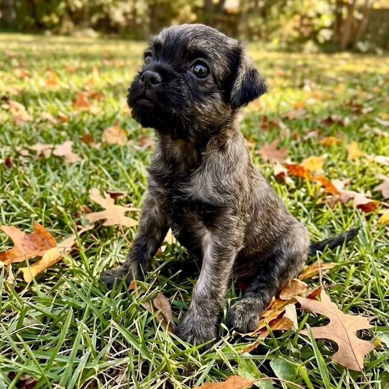 A baby small-sized female Chug dog named Loretta for adoption in Rockwall, TX