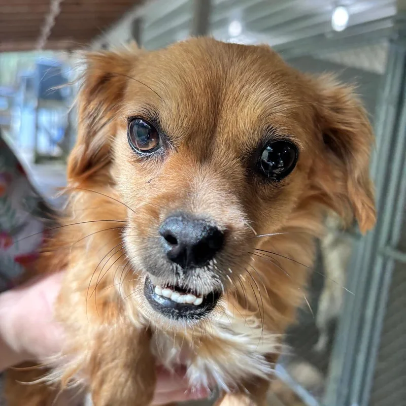 A young small-sized female Yellow / Tan / Blond / Fawn Chihuahua dog named Cupcake for adoption in Franklin, NC