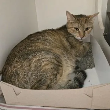 A young medium-sized female Tabby (Brown / Chocolate) Domestic Short Hair cat named Lilypad for adoption in Phoenixville, PA