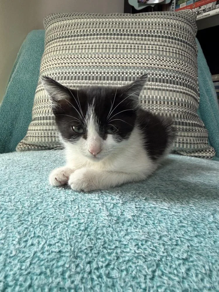 A baby small-sized female Black & White / Tuxedo Domestic Short Hair cat named Ying for adoption in Hudson, NH