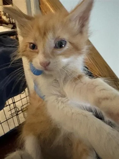 Fergus
