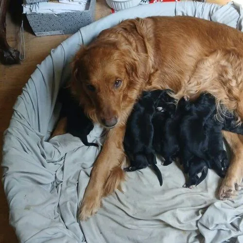 A baby small-sized male Black Golden Retriever dog named Carter for adoption in Twin lakes, WI
