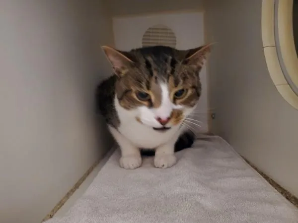 An adult medium-sized male Domestic Short Hair cat named Cow Boy for adoption in Oceanside, CA