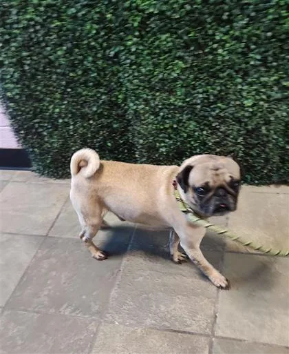 An adult small-sized male Yellow / Tan / Blond / Fawn Pug dog named 60830981 for adoption in El Paso, TX