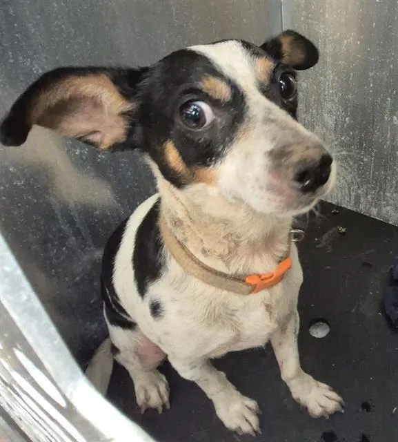 An adult small-sized male Terrier dog named A for adoption in San Antonio, TX