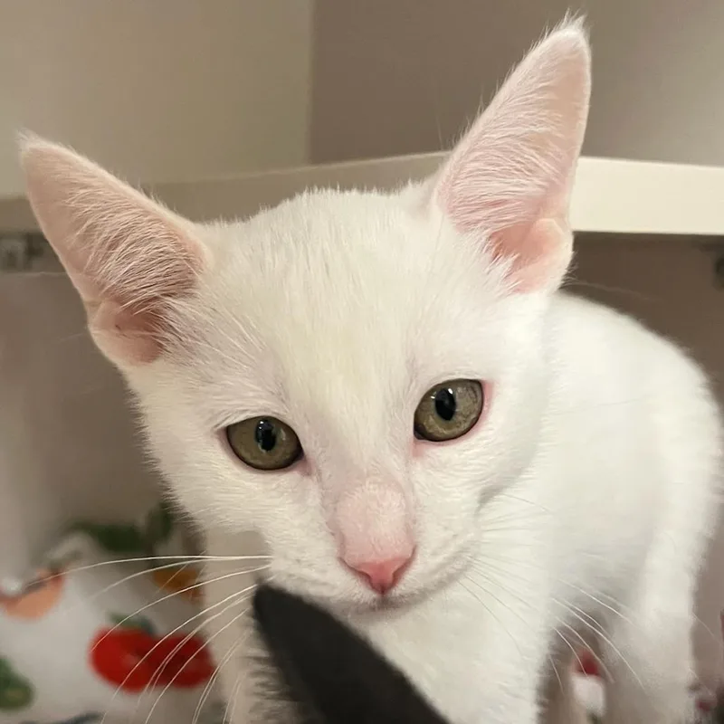 A baby small-sized male White Domestic Short Hair cat named Ivory for adoption in Redwood City, CA