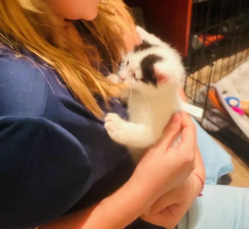 A baby small-sized male Black & White / Tuxedo American Shorthair cat named Salchow And Axel for adoption in Staten Island, NY