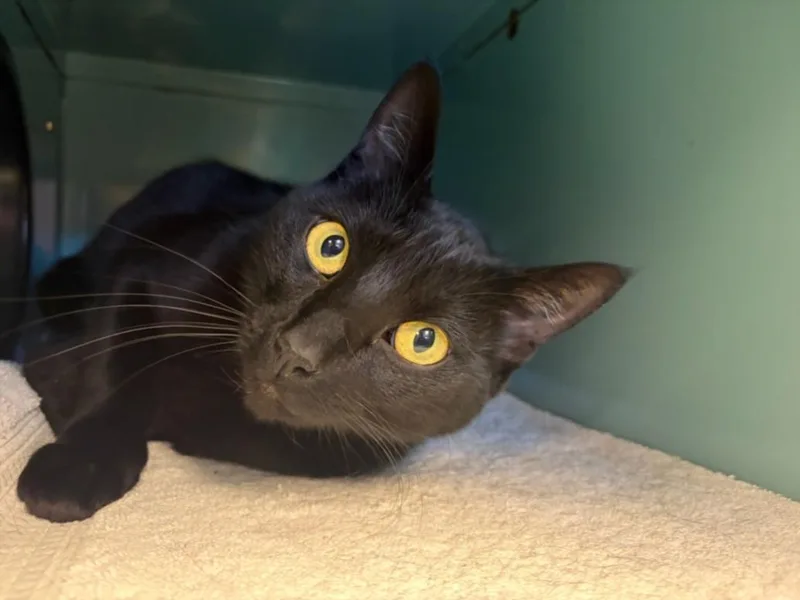 An adult medium-sized male Domestic Short Hair cat named Dingo for adoption in Santa Cruz, CA