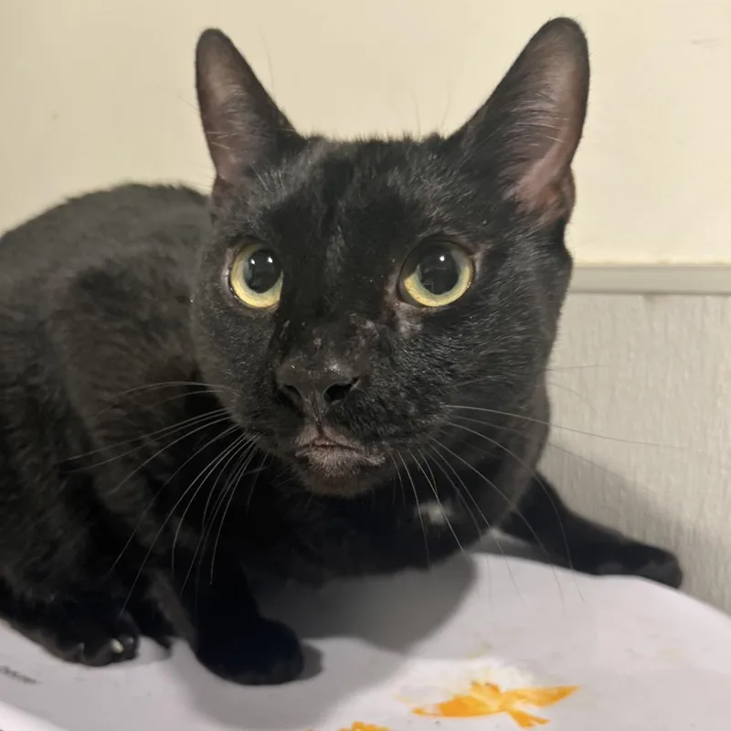 An adult large-sized male Black Domestic Short Hair cat named Warlock for adoption in Tampa, FL