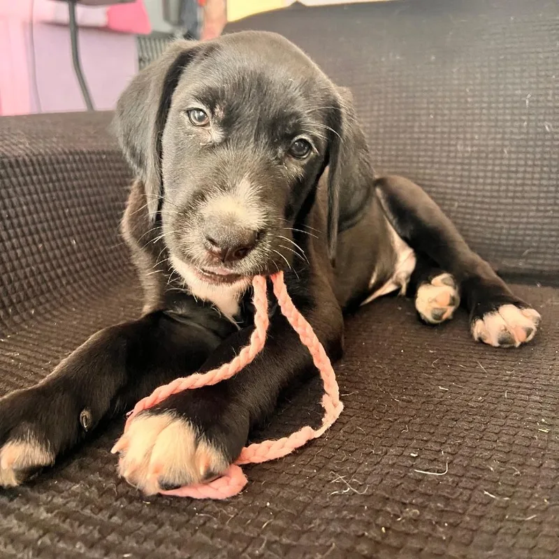 A baby small-sized male Black Mixed Breed dog named Davidburg for adoption in Fredericksburg, VA