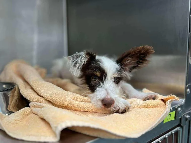 A baby small-sized female Terrier dog named Delilah for adoption in New York, NY