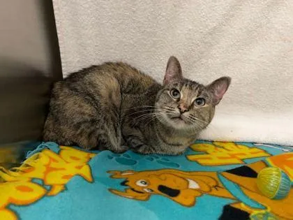 An adult medium-sized female Brown / Chocolate Domestic Short Hair cat named Zaya for adoption in Kansas City, MO