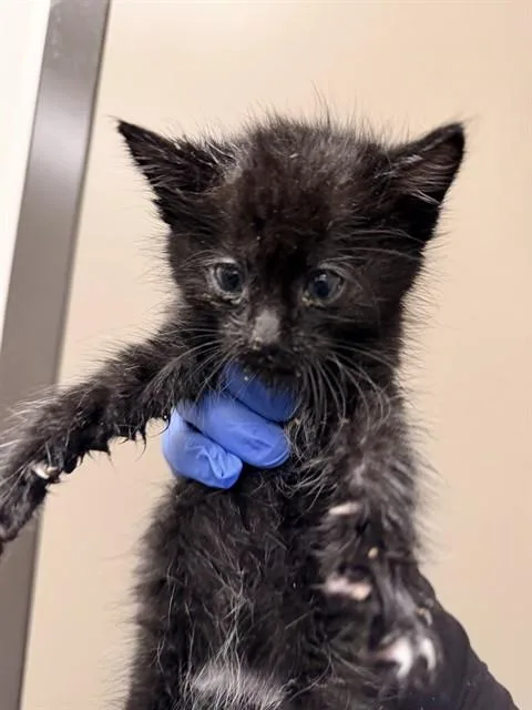 A baby small-sized male Domestic Short Hair cat named Louie for adoption in Ontario, CA