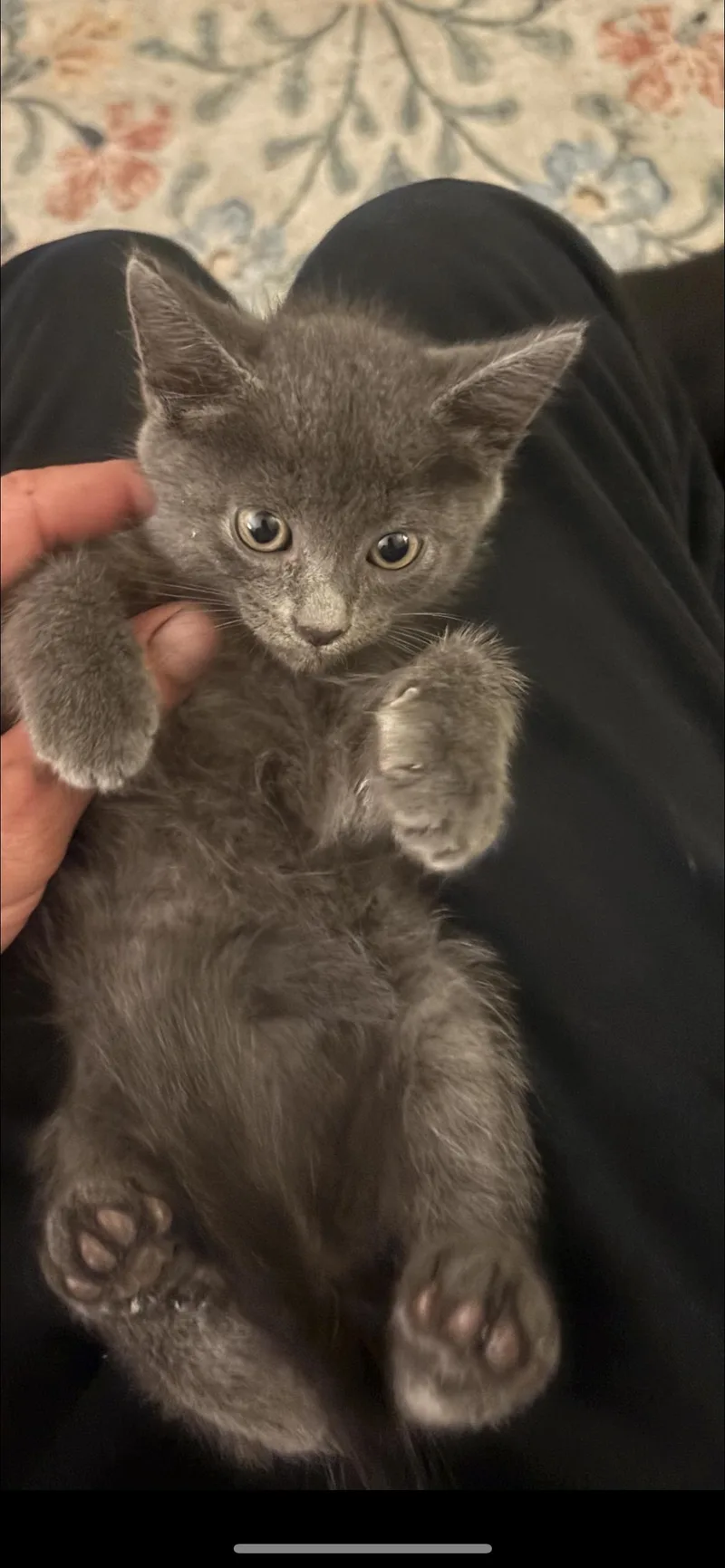 A baby small-sized male Domestic Short Hair cat named Blue C Ingram for adoption in Saunderstown, RI