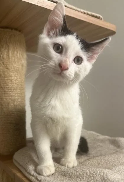 A baby small-sized male Domestic Short Hair cat named Tequila for adoption in Wilkesboro, NC