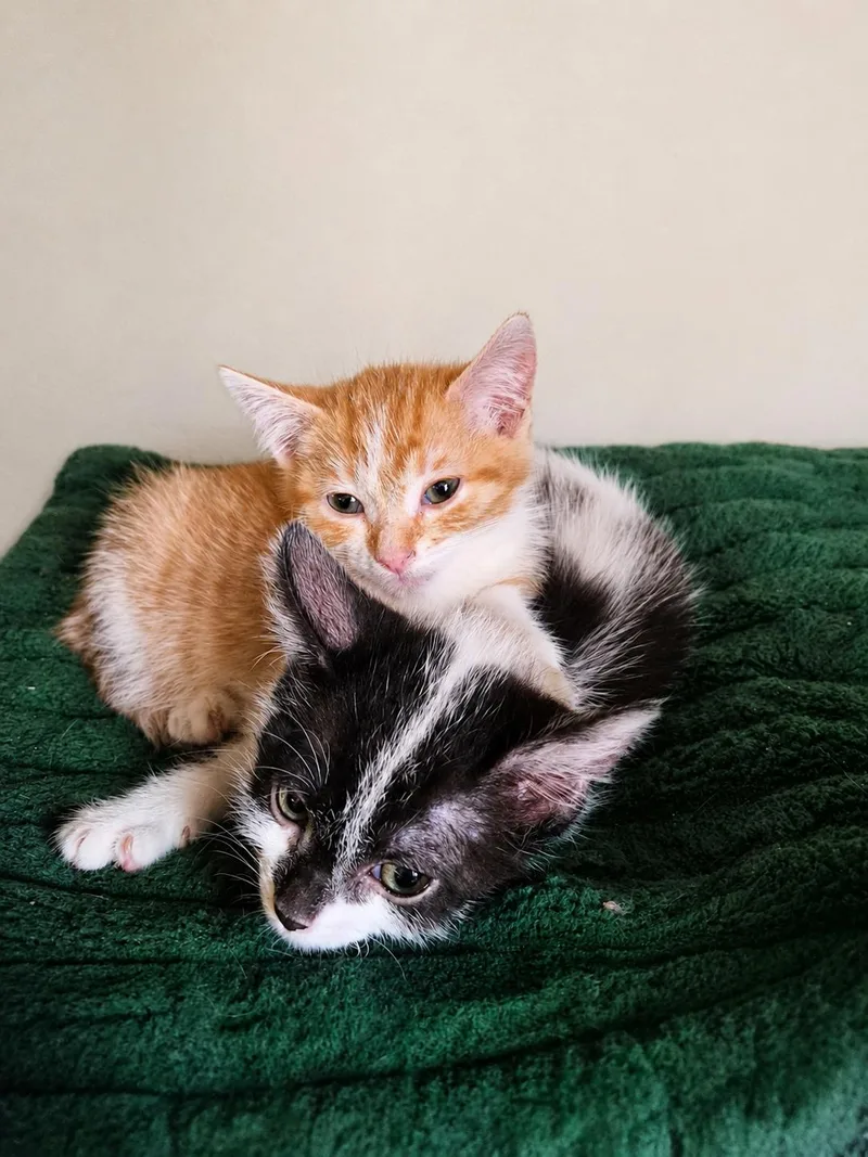 A baby medium-sized female Black & White / Tuxedo American Shorthair cat named Sandie and Sadie for adoption in Wadsworth, IL