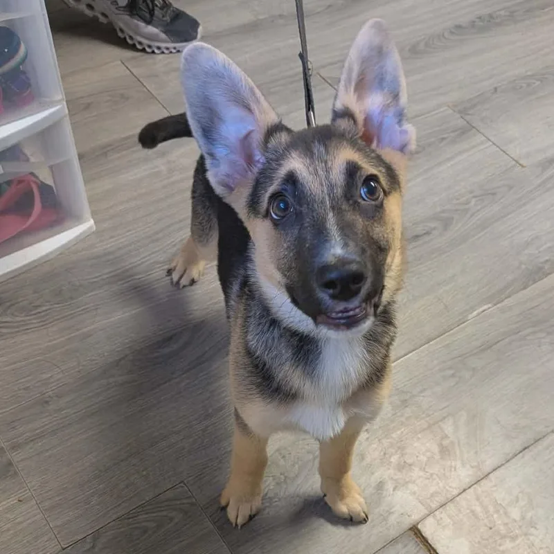 A baby small-sized male Brown / Chocolate German Shepherd Dog dog named Fergus for adoption in Greenville, PA