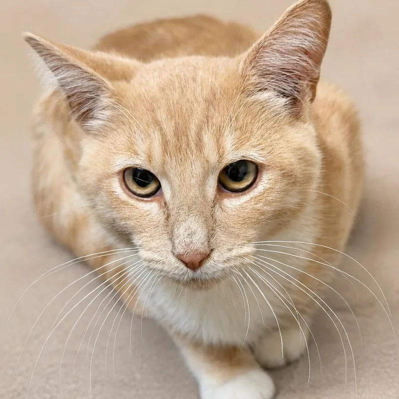 Milo
