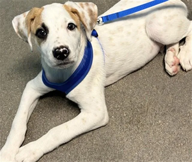 A baby medium-sized male Labrador Retriever dog named A for adoption in Houston, TX
