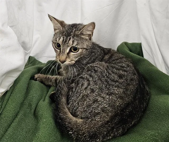 A young medium-sized female Domestic Short Hair cat named Fancy for adoption in Winter Haven, FL