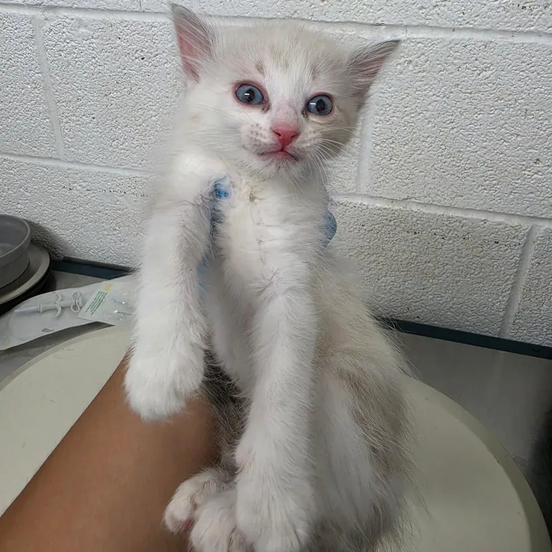 A baby small-sized female Domestic Medium Hair cat named Ivy for adoption in Edinburg, TX