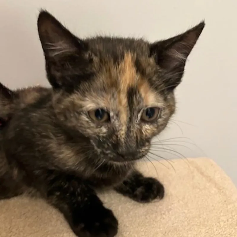 A baby small-sized female Tortoiseshell Domestic Short Hair cat named Mew Two Rinaldi for adoption in Merrifield, VA
