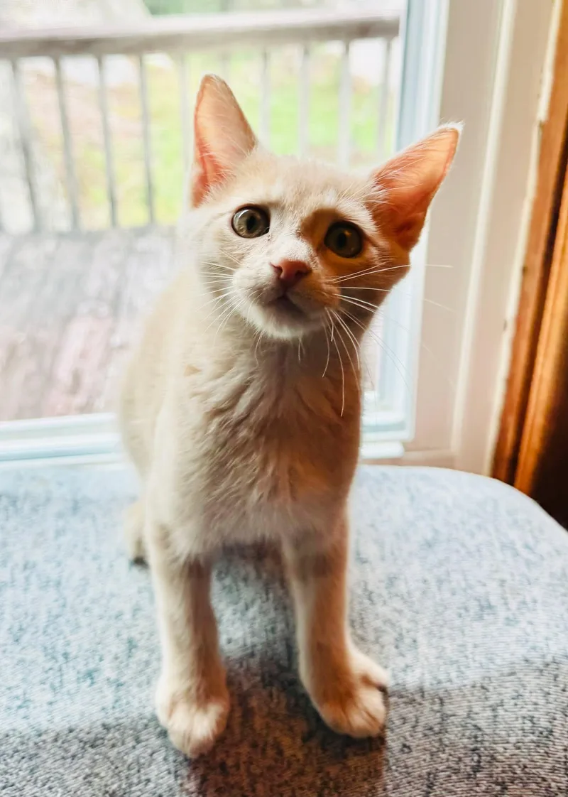 A baby medium-sized male Orange & White Domestic Medium Hair cat named Blondie for adoption in Fort Payne, AL