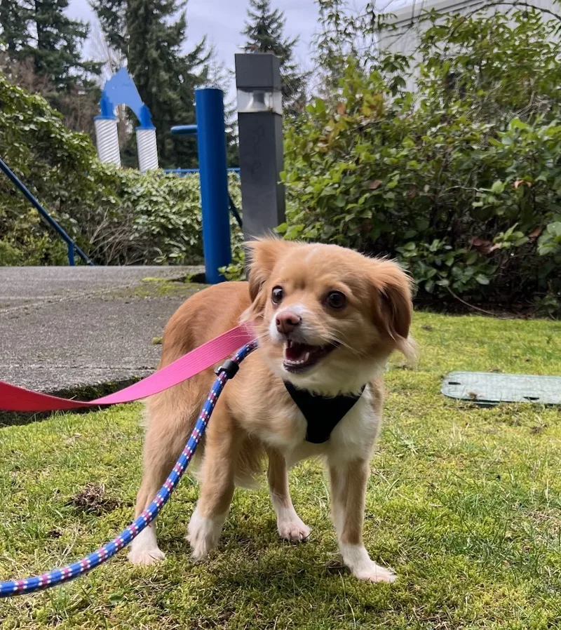 Savannah thumbnail 2