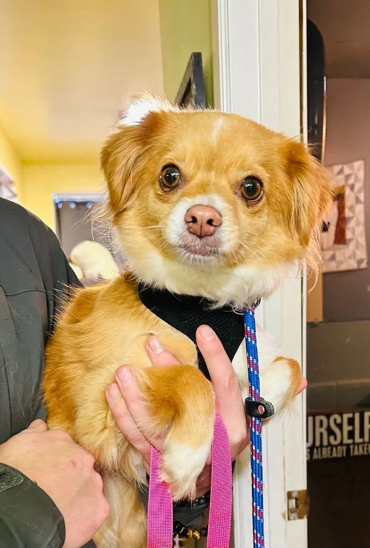 Savannah thumbnail 3