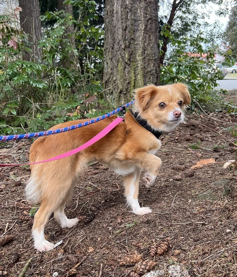 Savannah thumbnail 4