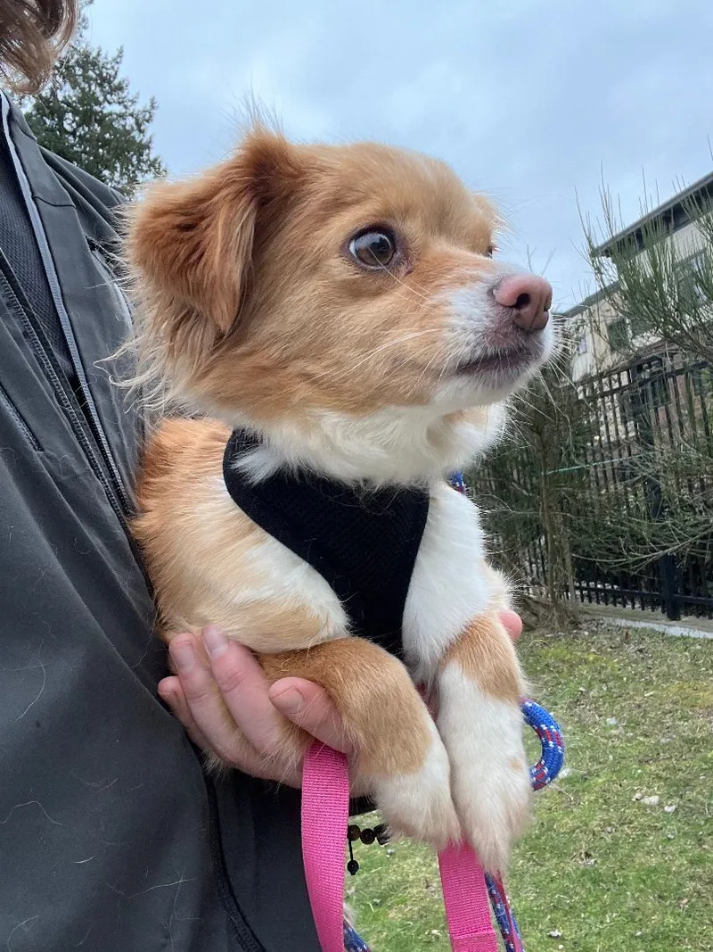 Savannah thumbnail 5