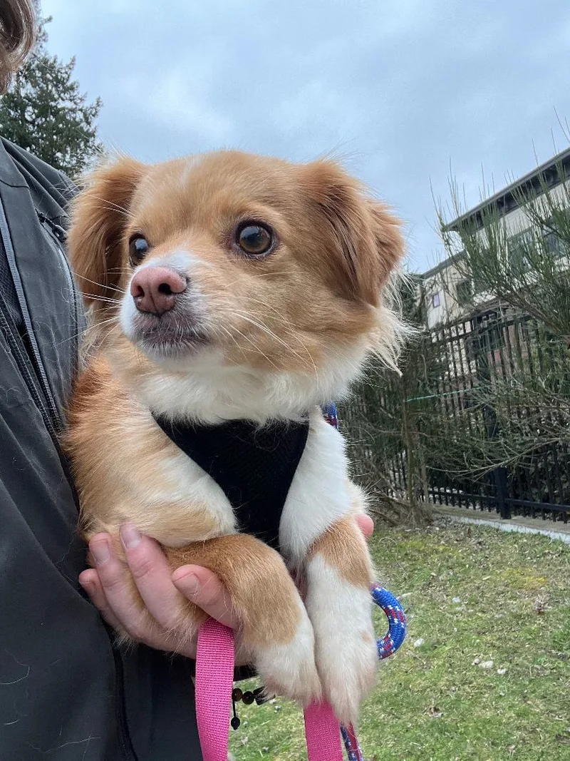 Savannah thumbnail 6