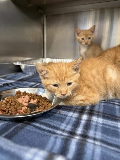 A baby small-sized female Domestic Short Hair cat named Choosen for adoption in Atlanta, GA